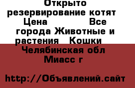 Открыто резервирование котят › Цена ­ 15 000 - Все города Животные и растения » Кошки   . Челябинская обл.,Миасс г.